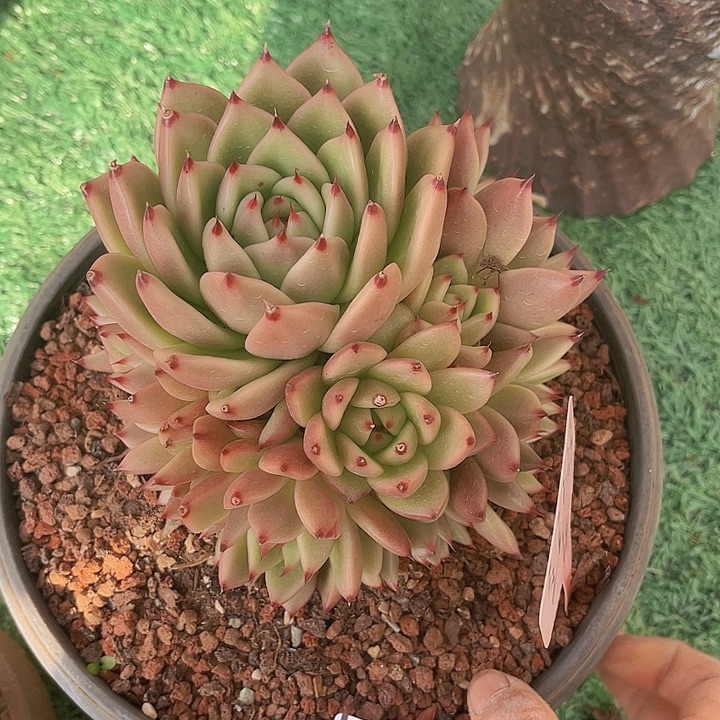 pusa0674多肉植物
