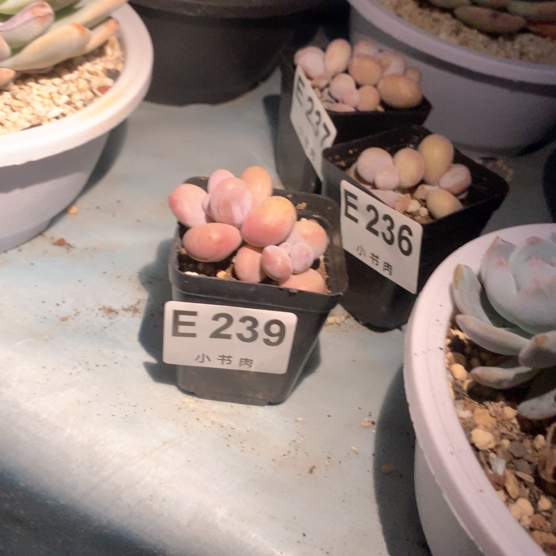 239水光针哈哈哈哈哈