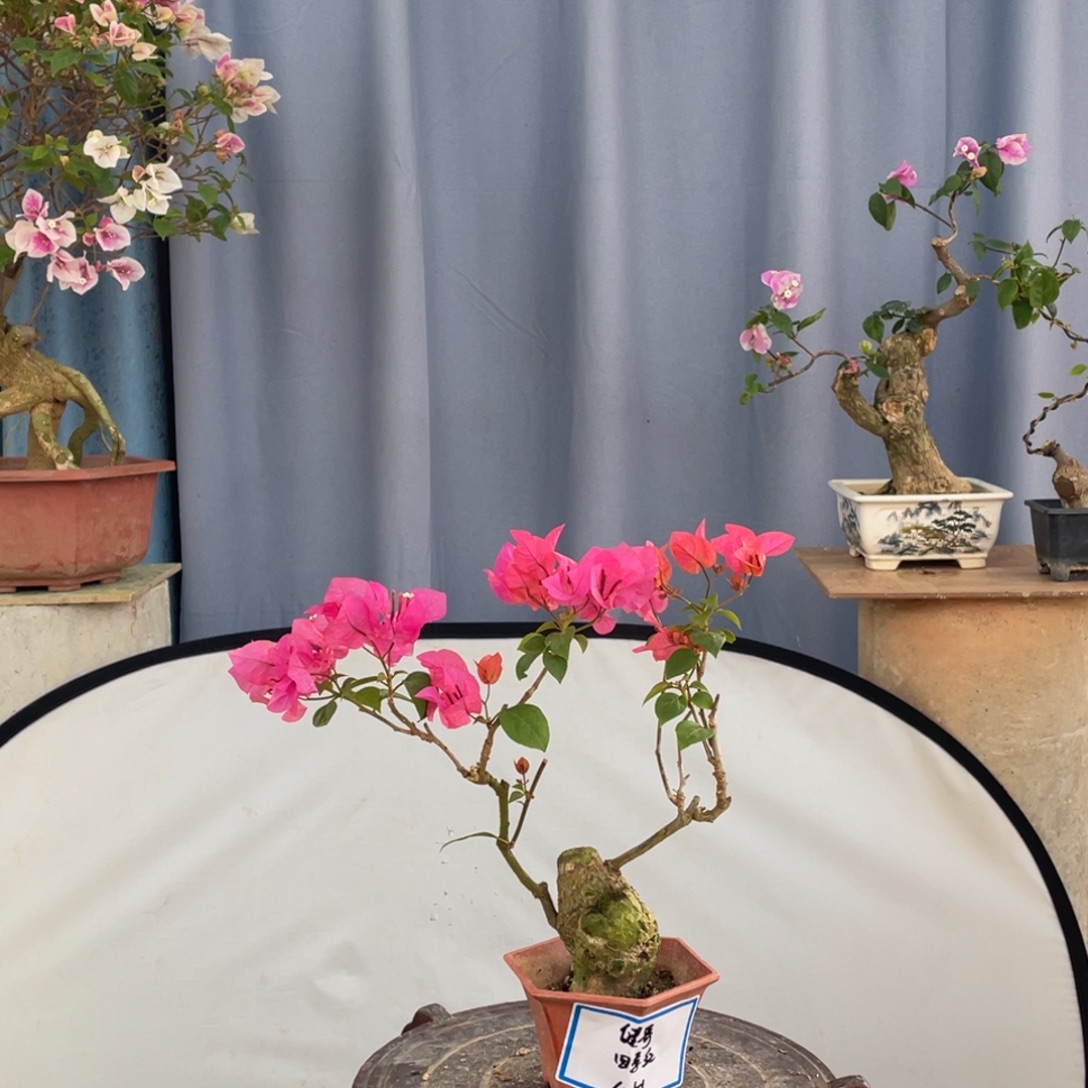 当前无花朵，栽培后可花朵6251四季红原盆原土