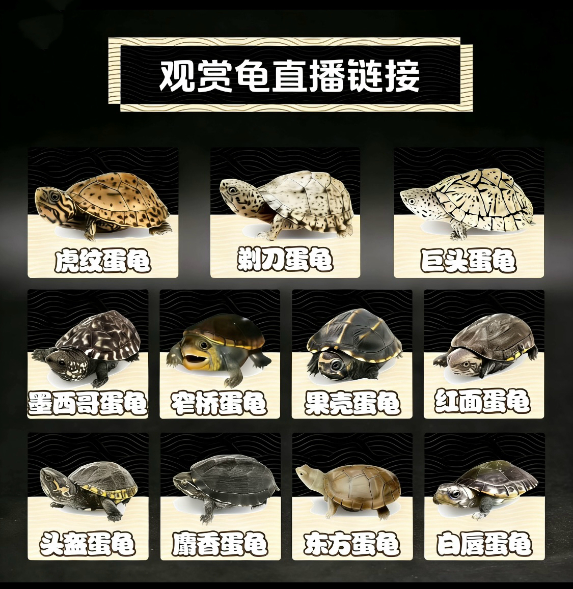 ★直播挑龟☆热门蛋龟①★新奇宠物冷水麝香剃刀龟龟苗（乱拍发龟粮）