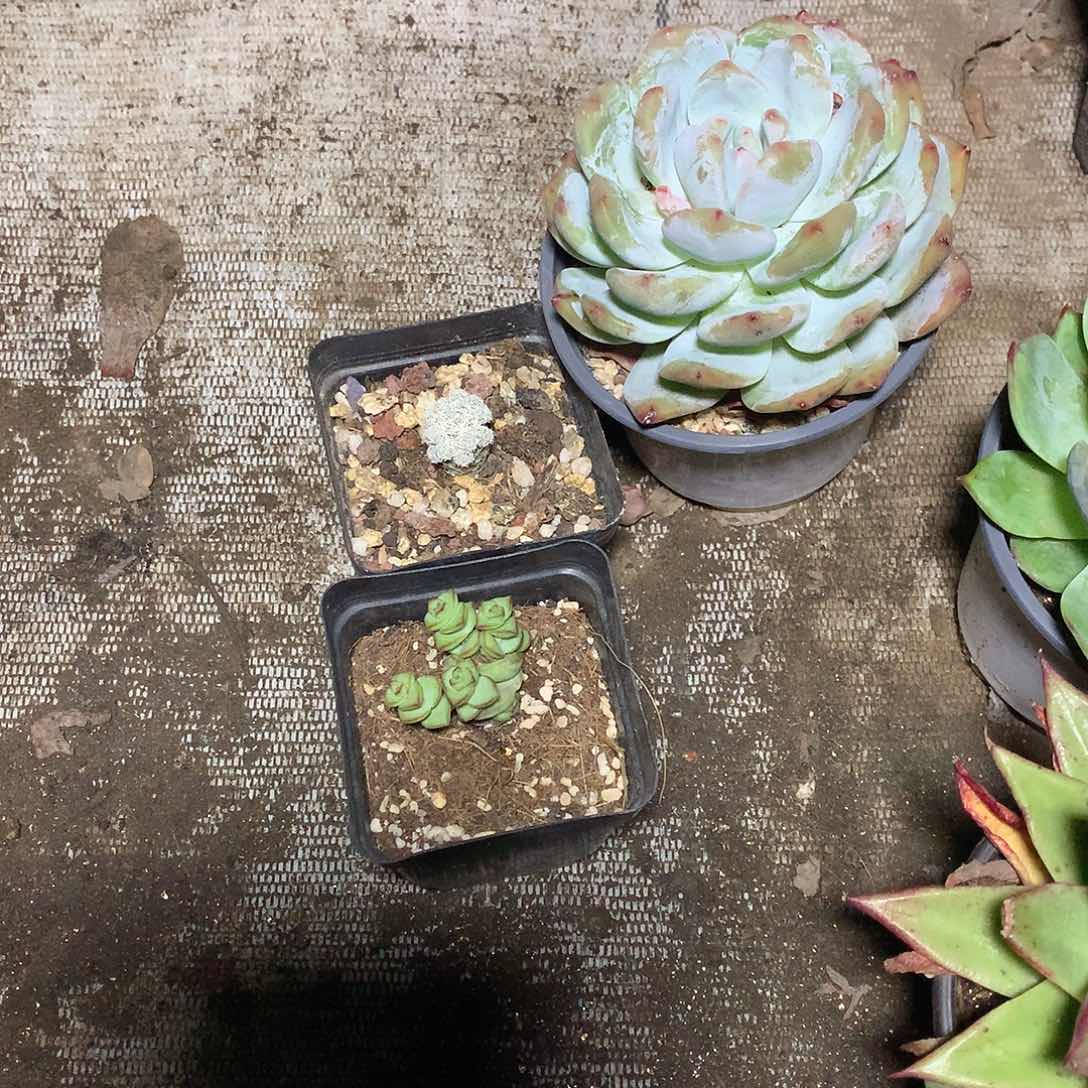红***椰老猫猫多肉一物一拍白方小号2