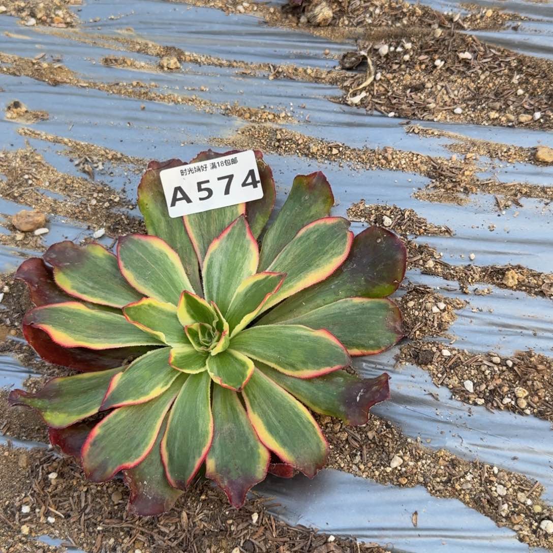 574魅影。多肉植物