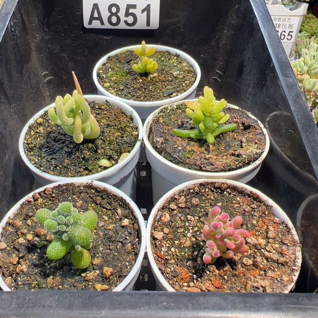 30-851莱斯锦+红叶黄锦+糖球3号锦+红宝石锦+翡翠迷你型五圆盆