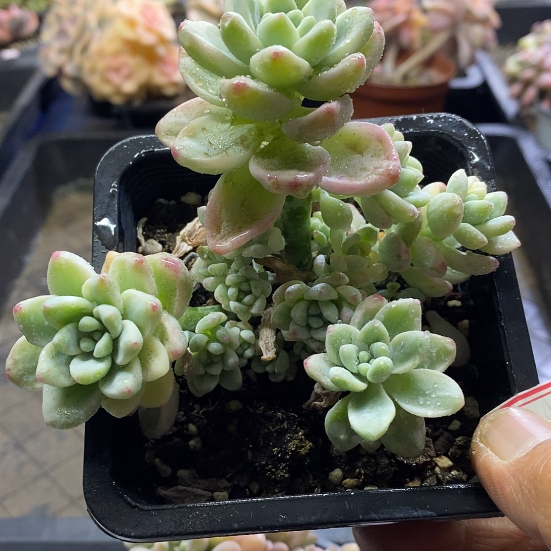 07200劳尔锦自然群多肉