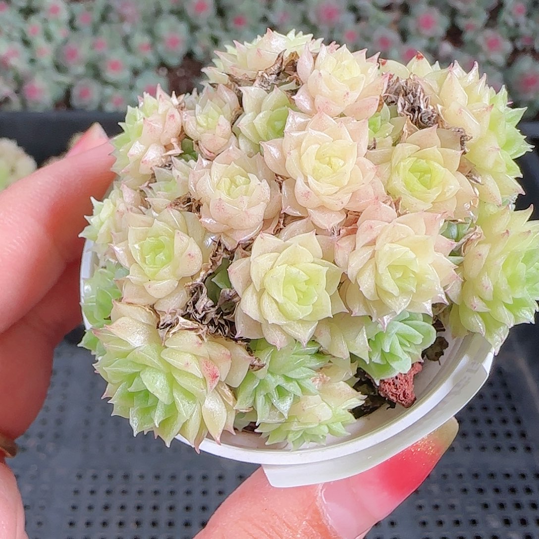 0921-48麦秆优选不包整