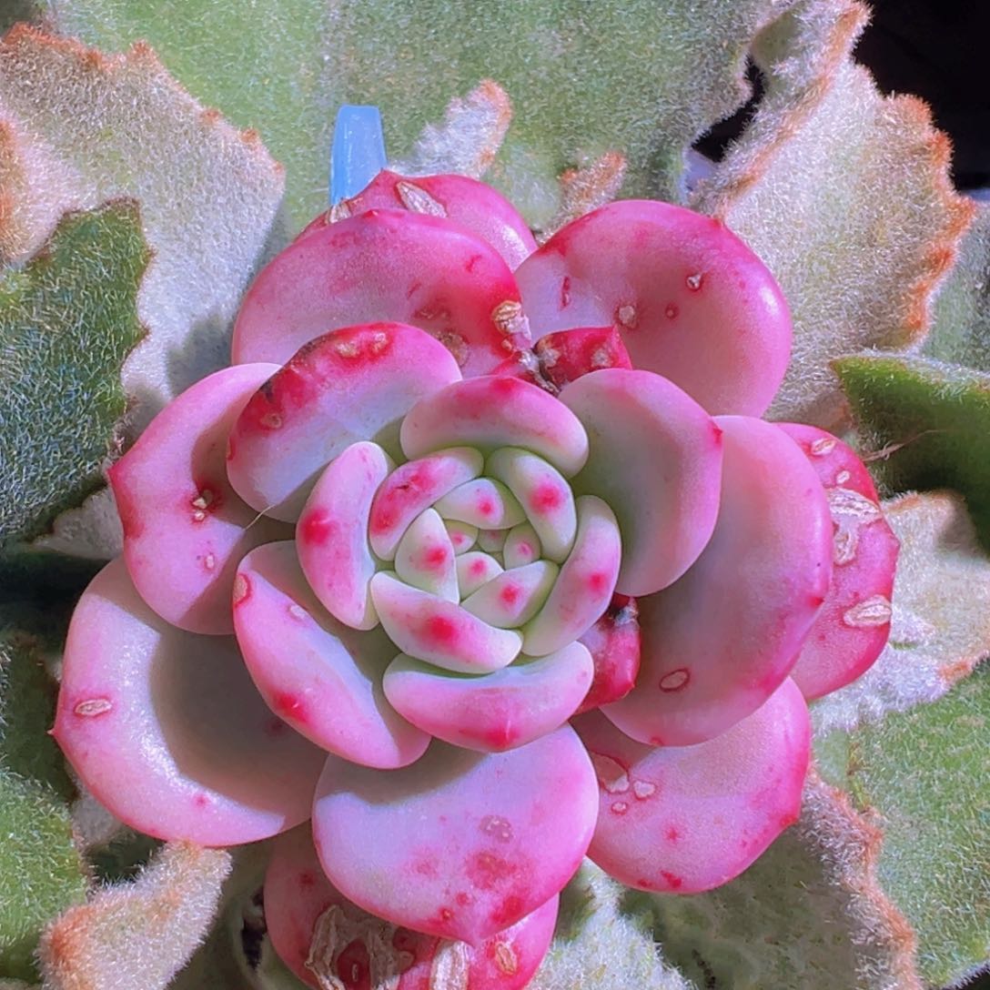 爱丽儿锦，覆轮锦可带嫁木发货