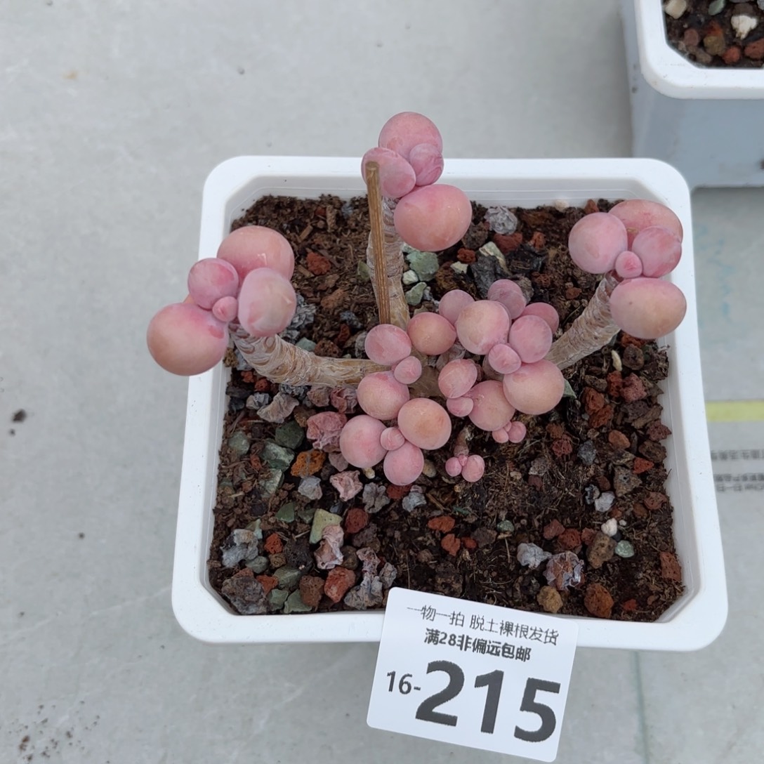 腰子蛋老桩多肉多肉