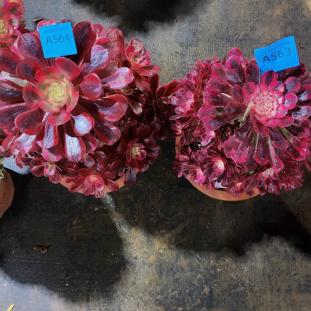 小*芦共同白563美杜莎564拖土发货