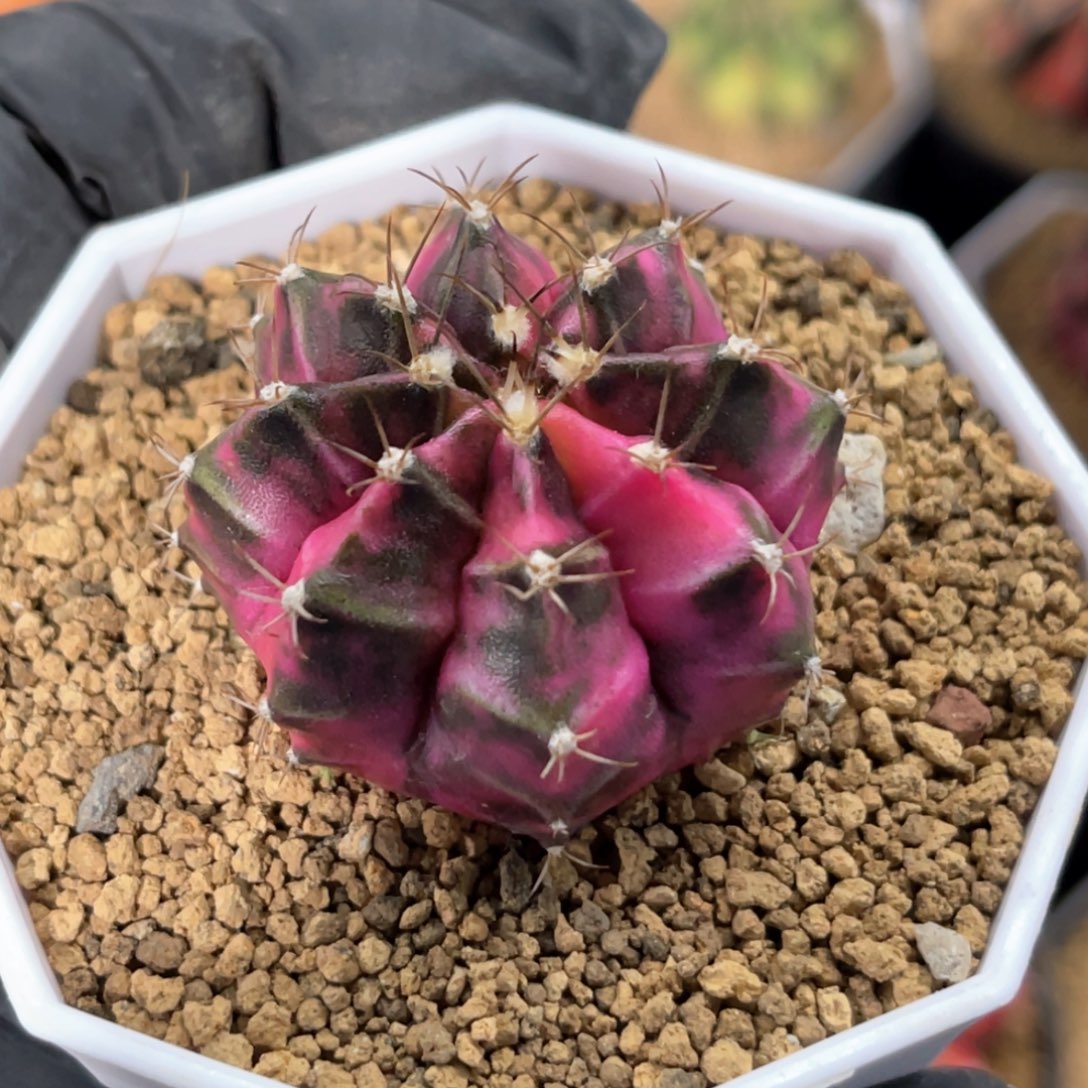 实生侧福利出哈哈哈