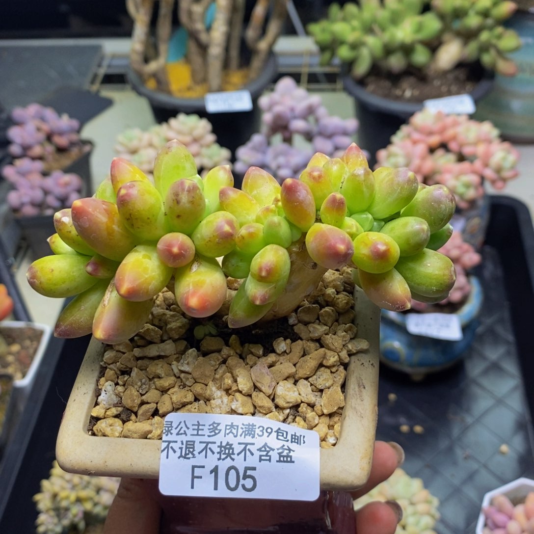 洁**同105香蕉树缀多肉8cm轻微掉叶