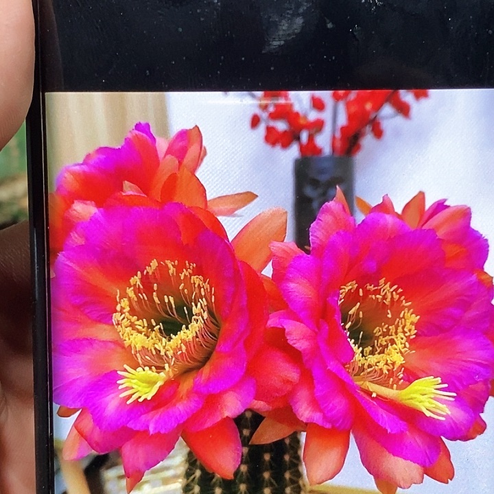 毛 卡耐西/侧芽歪20包邮/