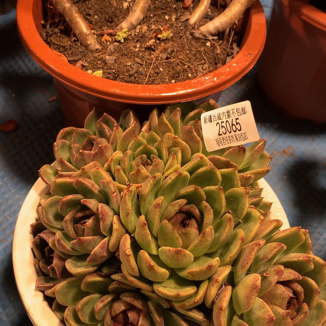 用****7黑水晶25065多肉多肉