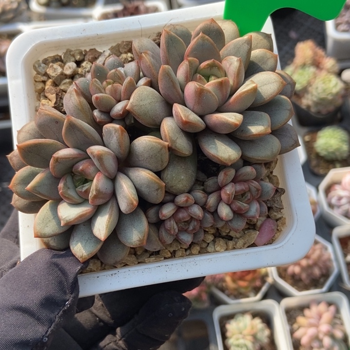 79葡萄多肉植物保护 