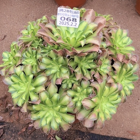 2.2-68韶华多肉植物