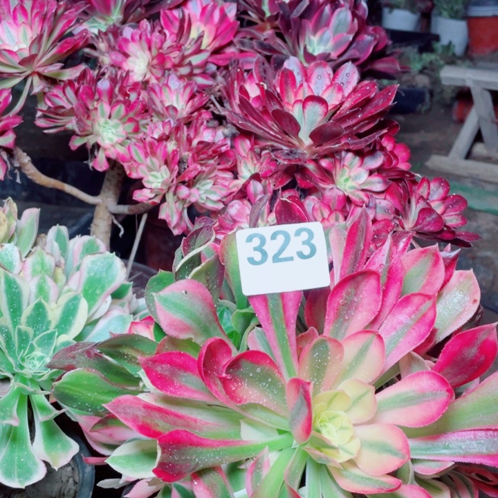 多肉植物组合323