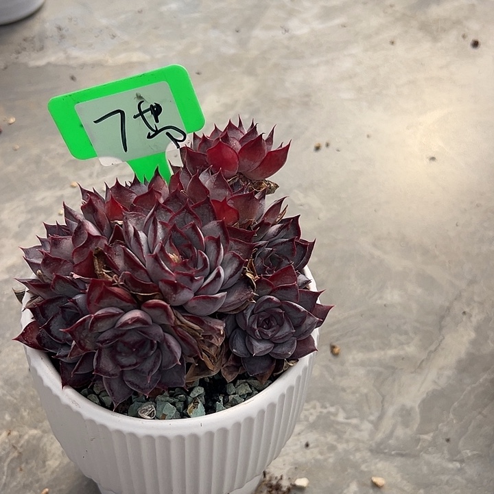 莫***7暗冰带盆一个多肉