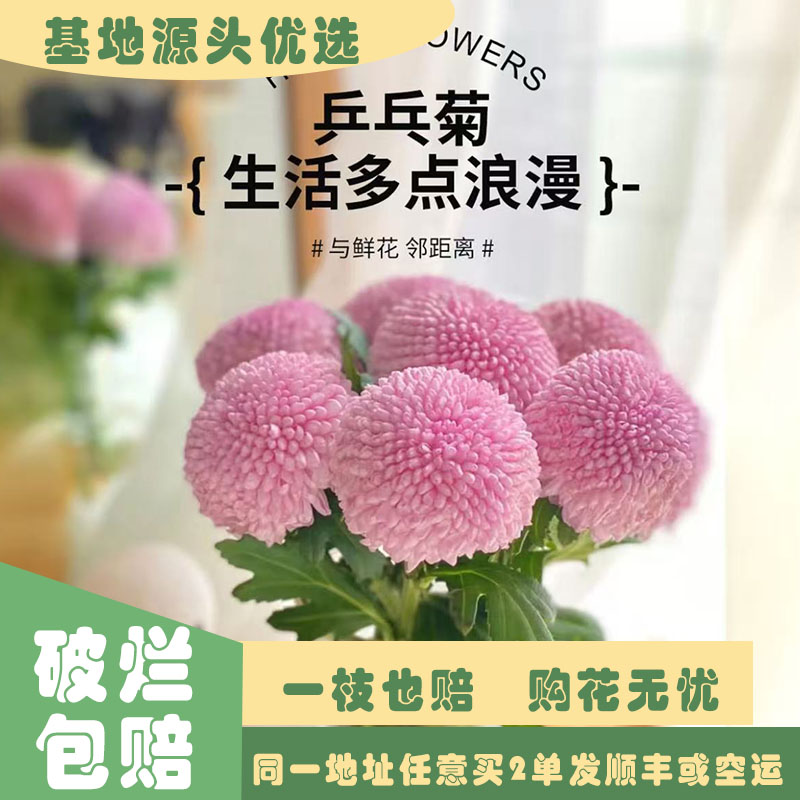 【基地源头优选】 粉色乒乓菊     任意两单发顺丰或空运