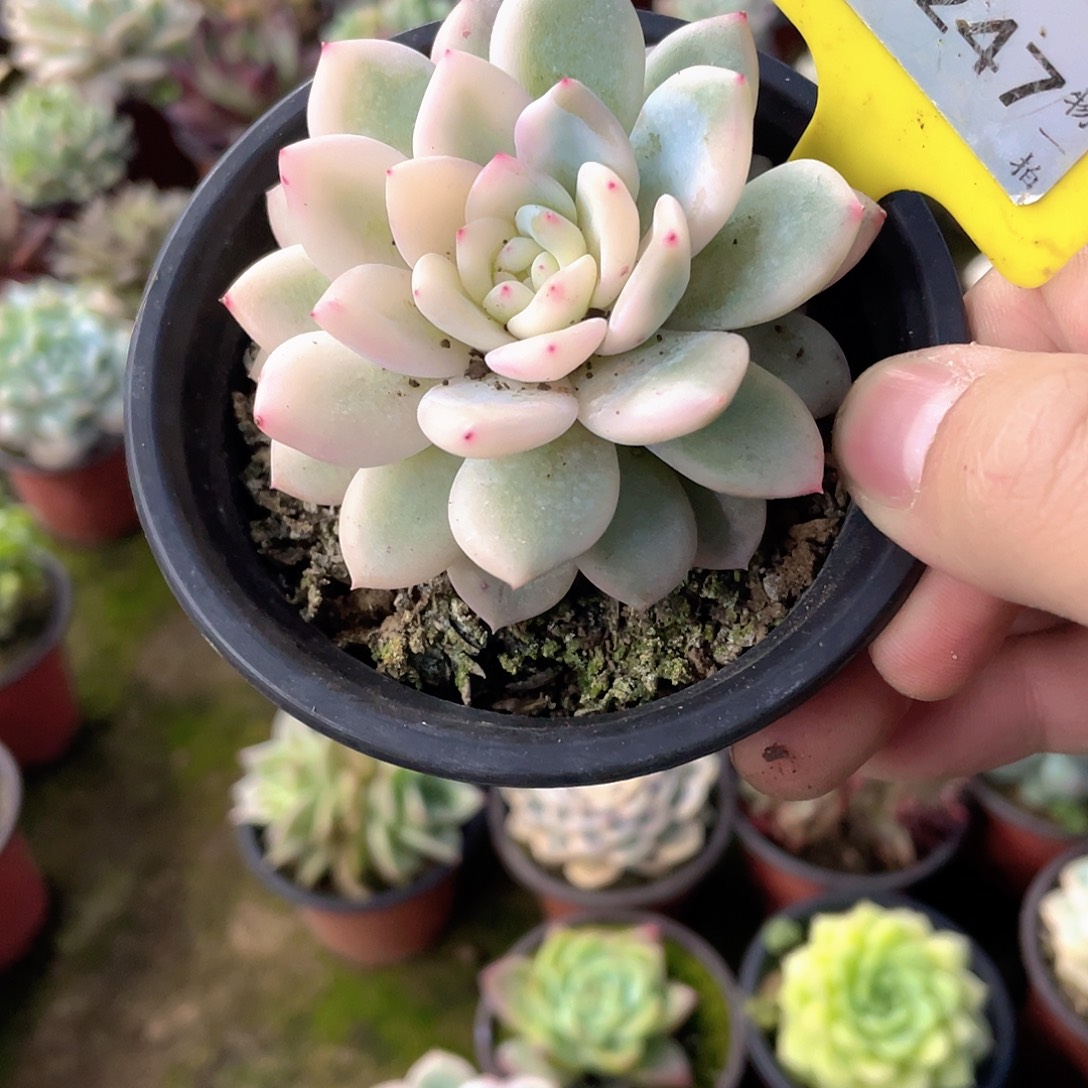 ︶***︶1247号多肉植物盆栽