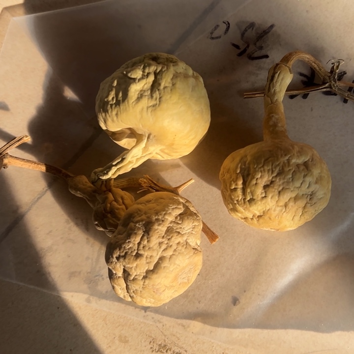 葫芦天然葫芦直播间