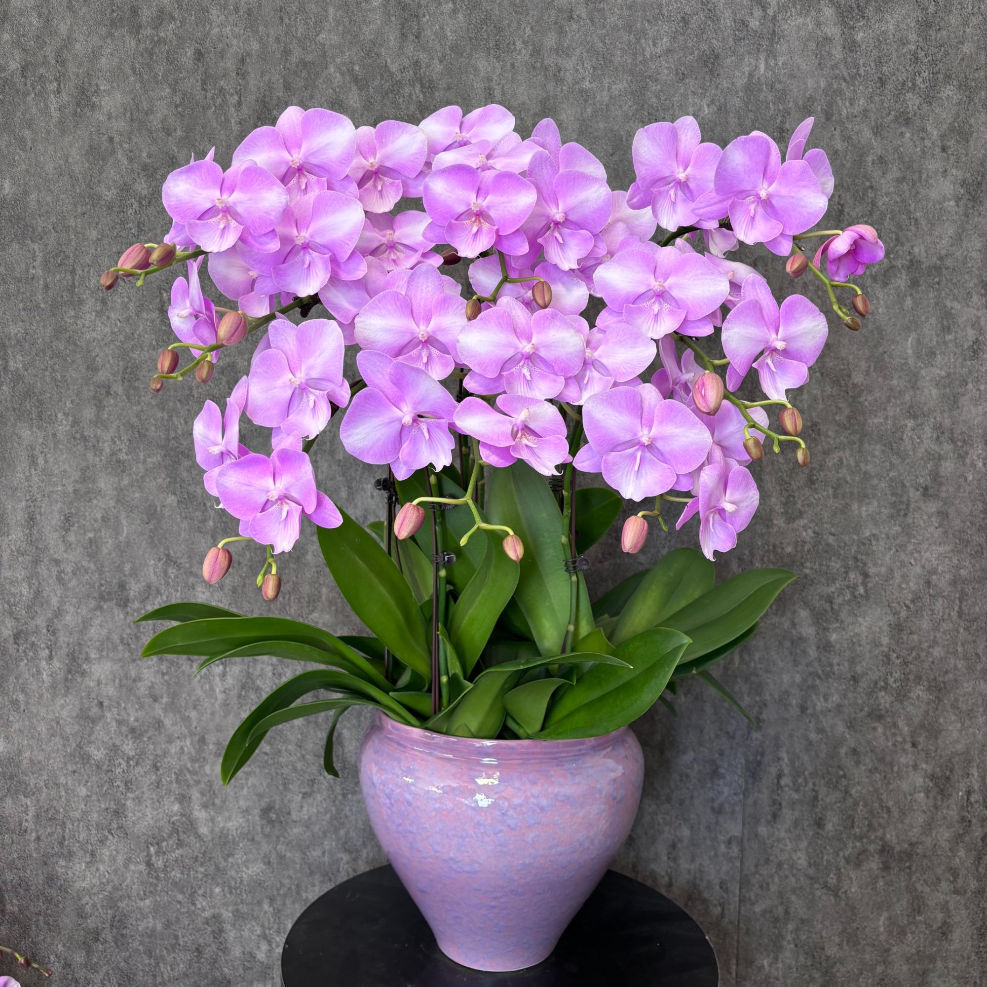 【骑士-蝴蝶兰】法式风 奶油风 北欧风 送礼装饰 室内观赏花