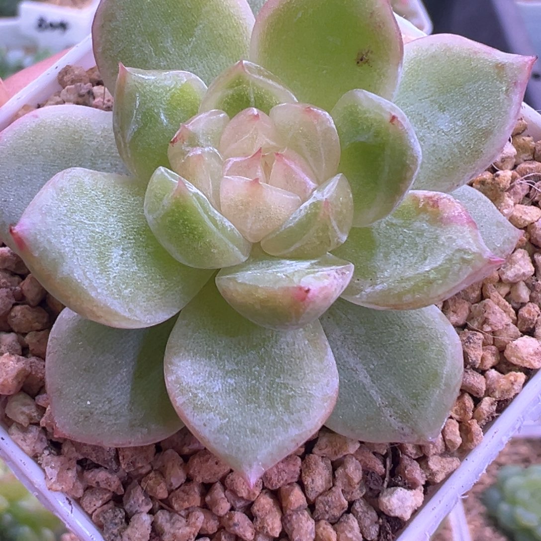 517号胭脂晗雨多肉植物