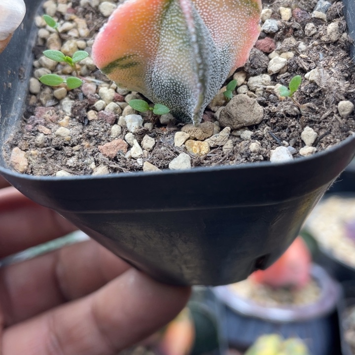 实生鸾凤玉锦银沙带盆发货