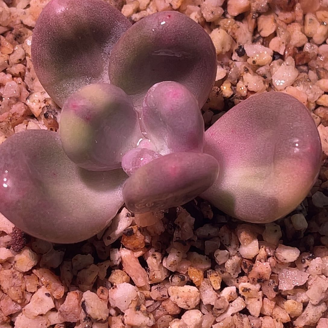 尚品园艺福利锦头盖8305