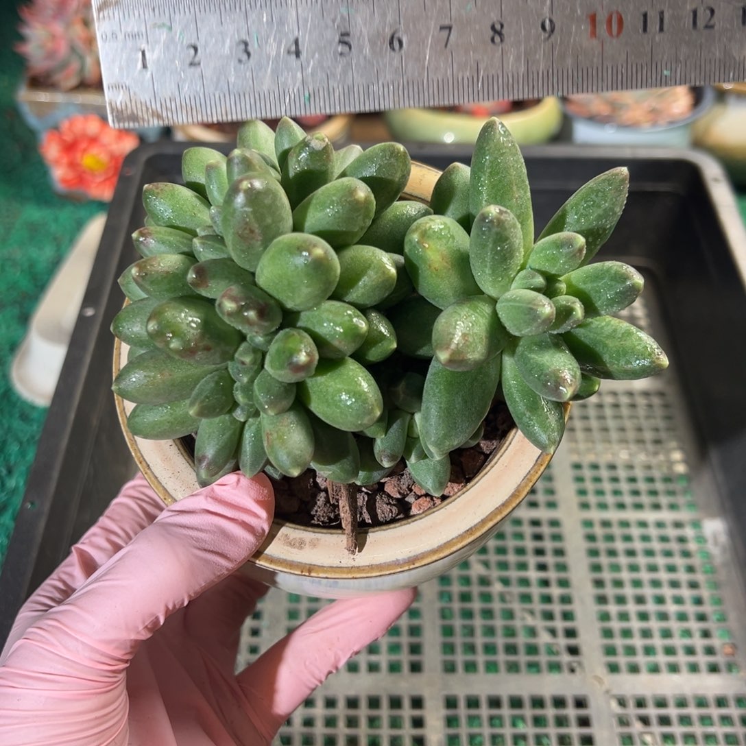 表妹精品多肉植物092.