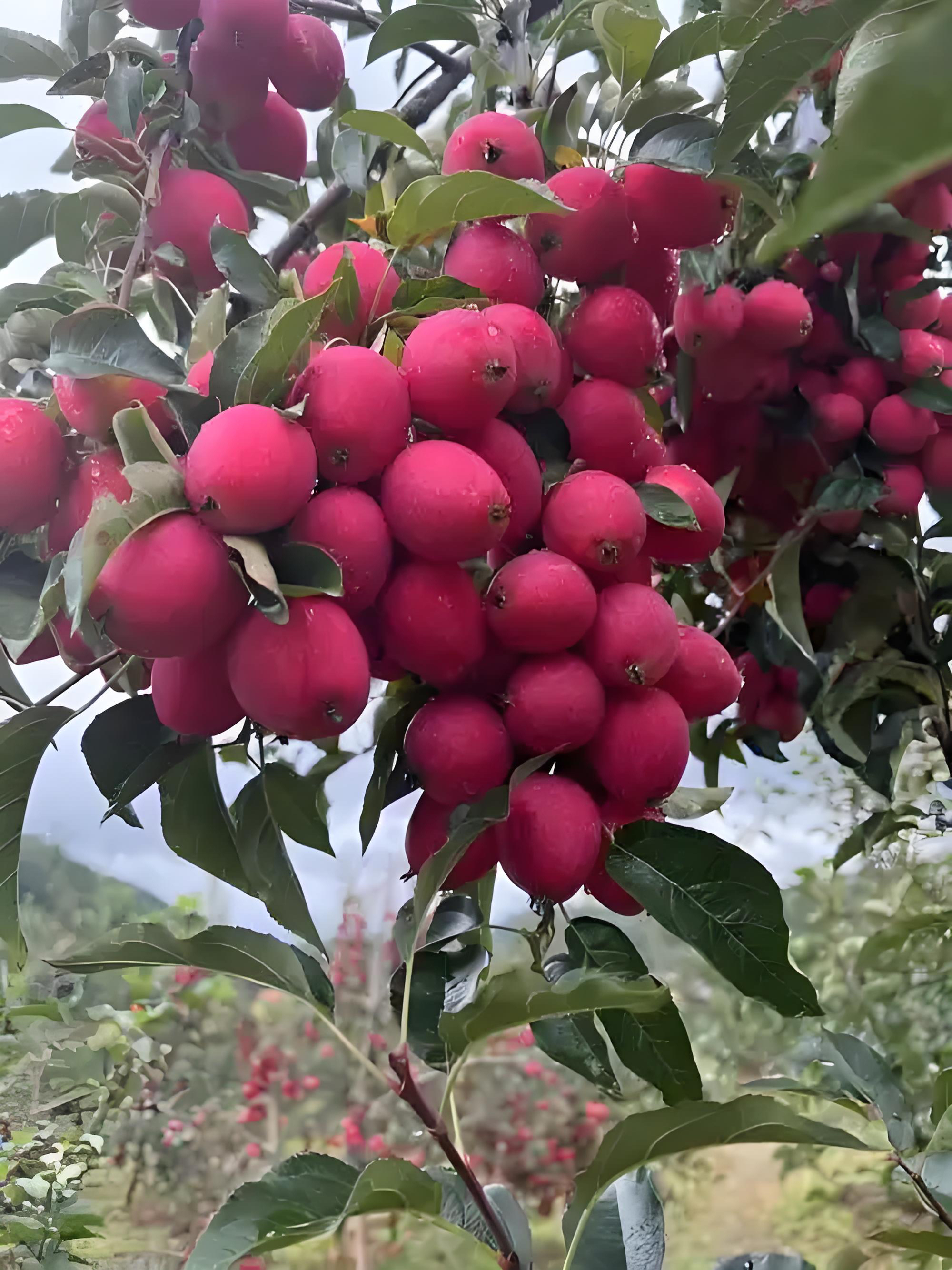 鸡心果 一物一拍