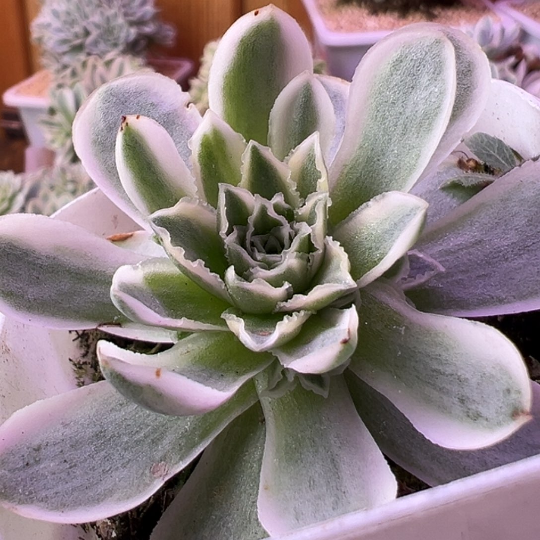 山地玫瑰锦秋夕1185号