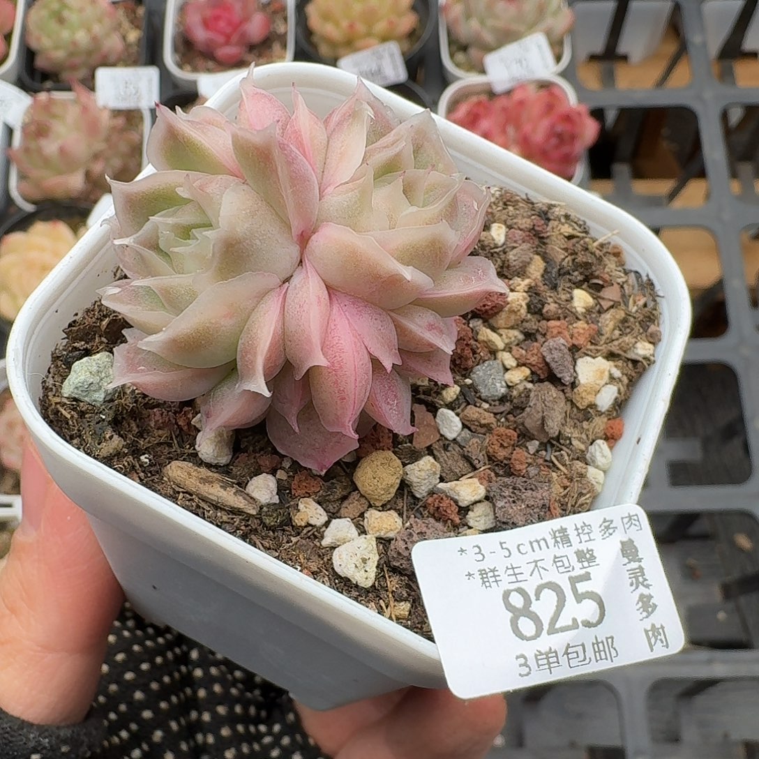 浅***憶825水晶虾饺一物一拍