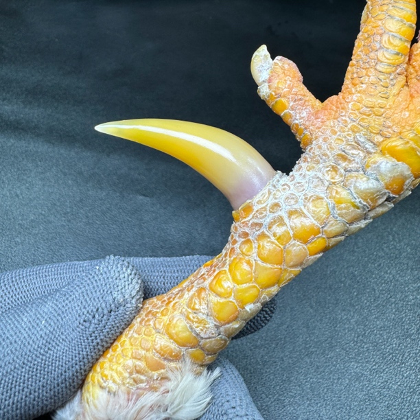 文玩鸡爪骨手把件（单只小微瑕 介意勿拍 处理好发货十天左右发货）