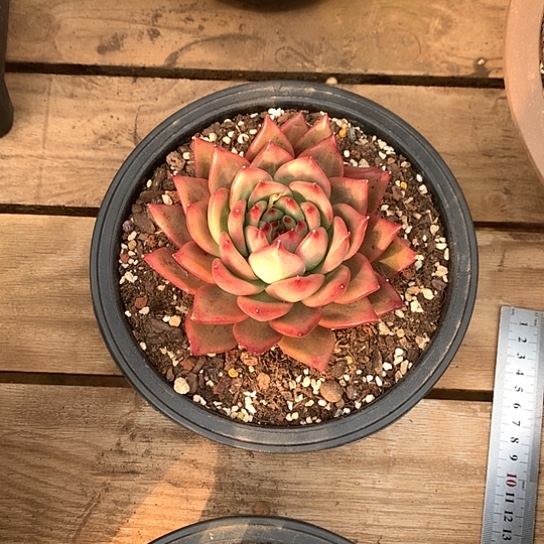 用****5美肉特价活动开始啦