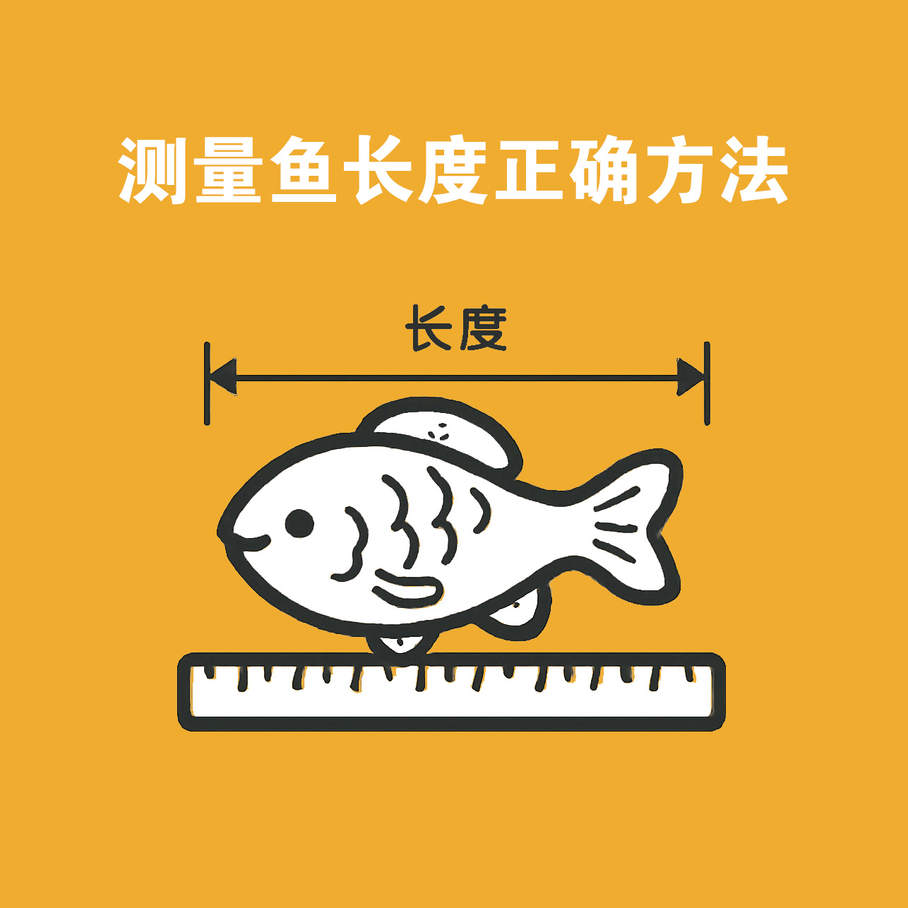 灯鱼灯鱼灯鱼1号