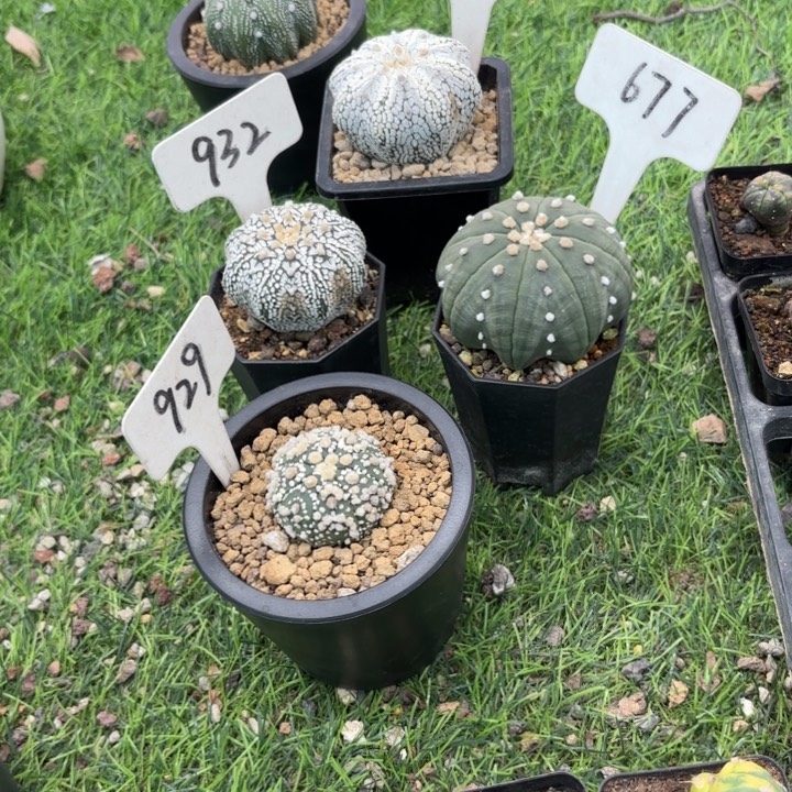 爆***巫549 677 932 929四个实生