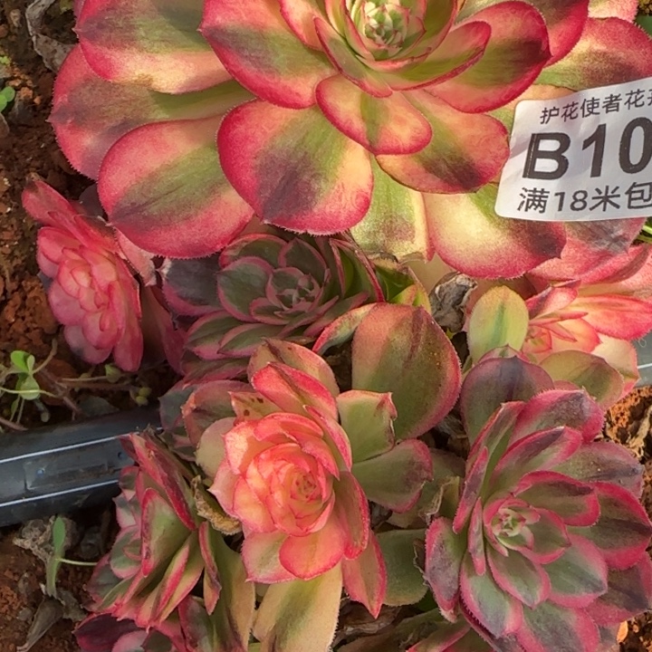多肉法师淘宝福利