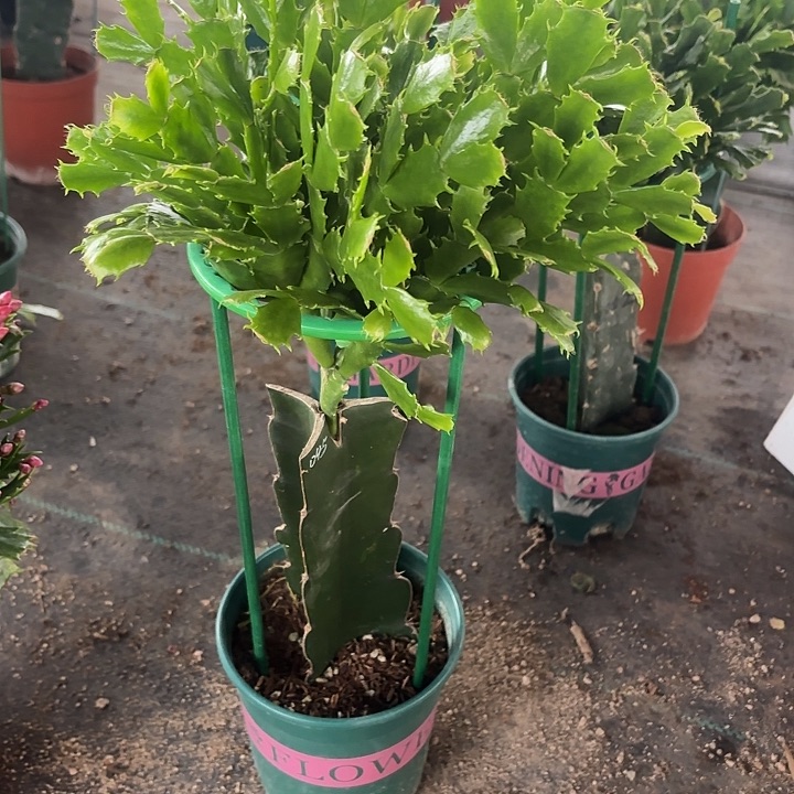 心***平当前无花栽培后可以开花