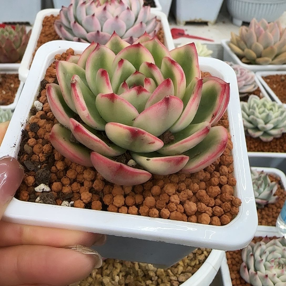 蔚蓝乌木锦多肉植物