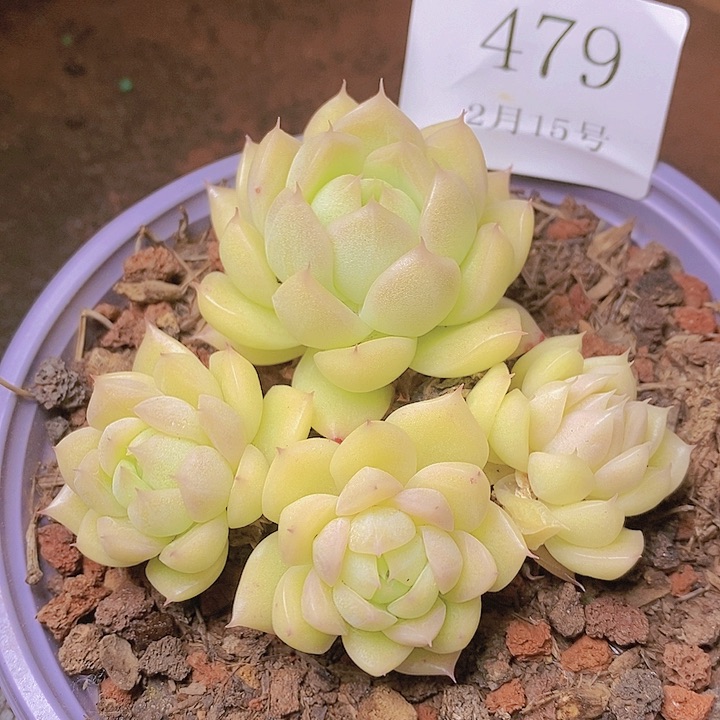 【闪购商品】云479