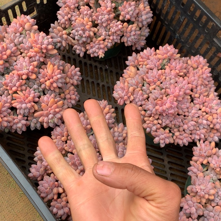 全粉透星戴露多肉植物