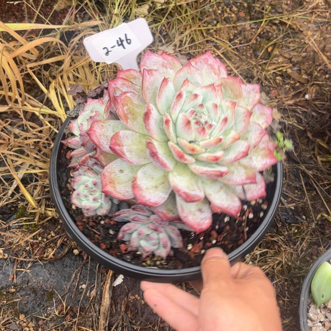 2-46             