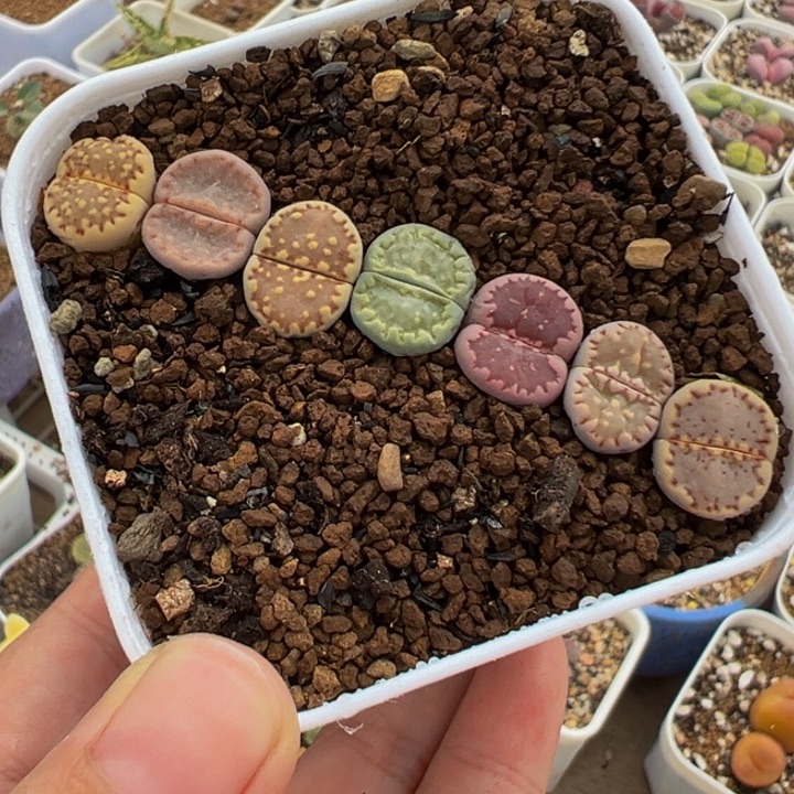 863多肉植物种类和