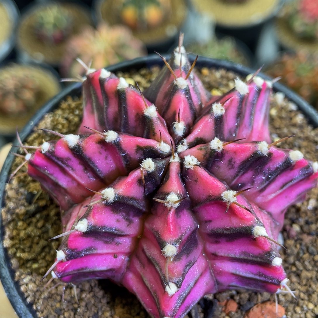 米哈星球000000000802