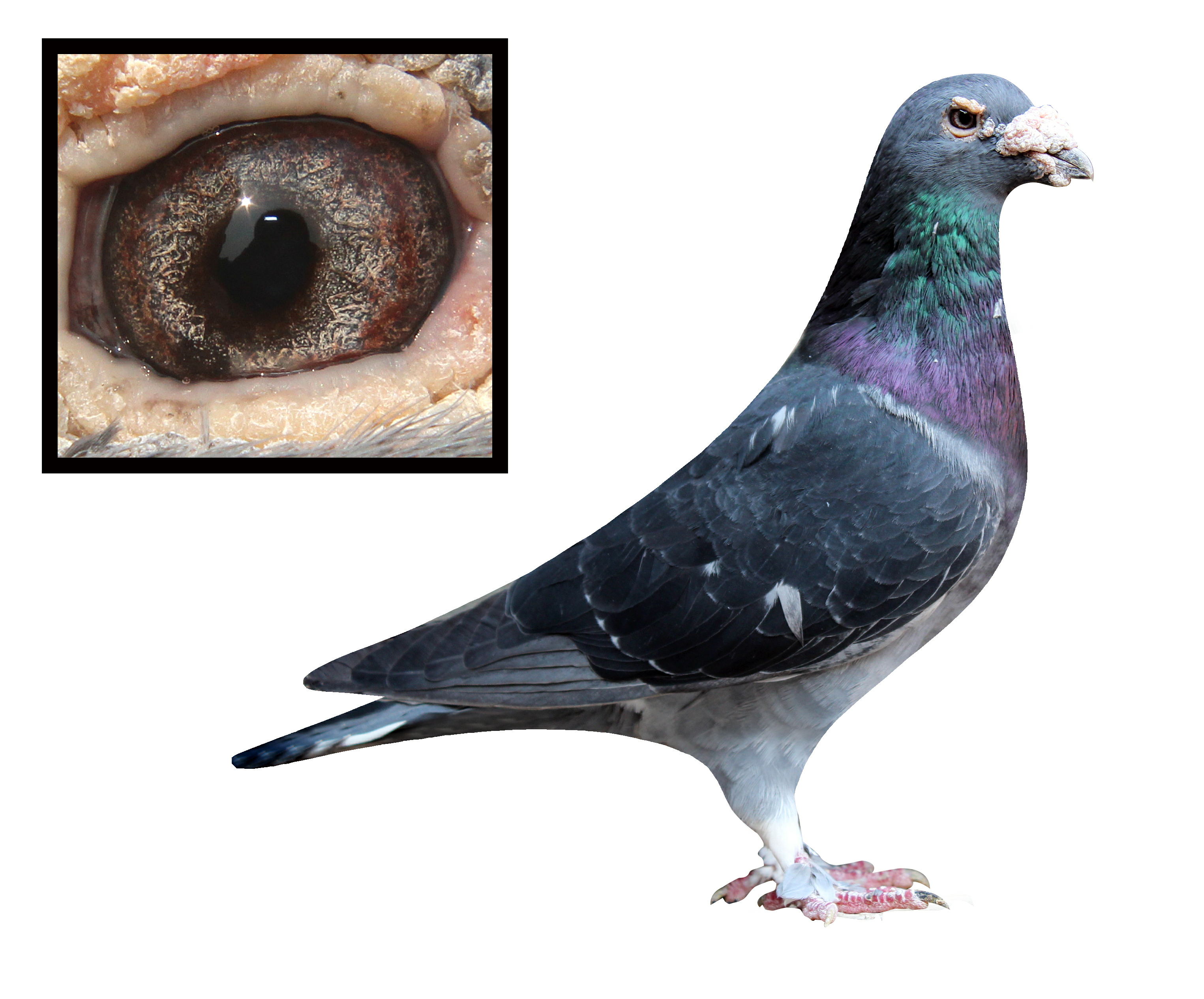 精品信鸽肉鸽幼鸽（颜色红灰雨点黑花白黄等颜色以实物为准）鸽环