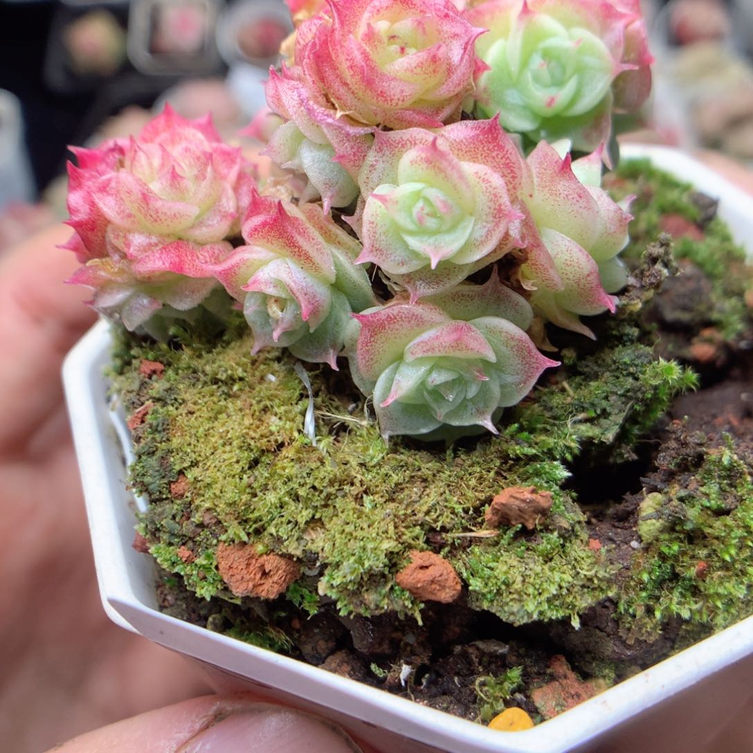 无花朵D74。yyyyyyy