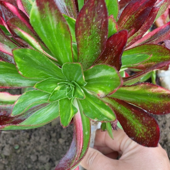 975魅影七彩嫁接多肉112345678多肉