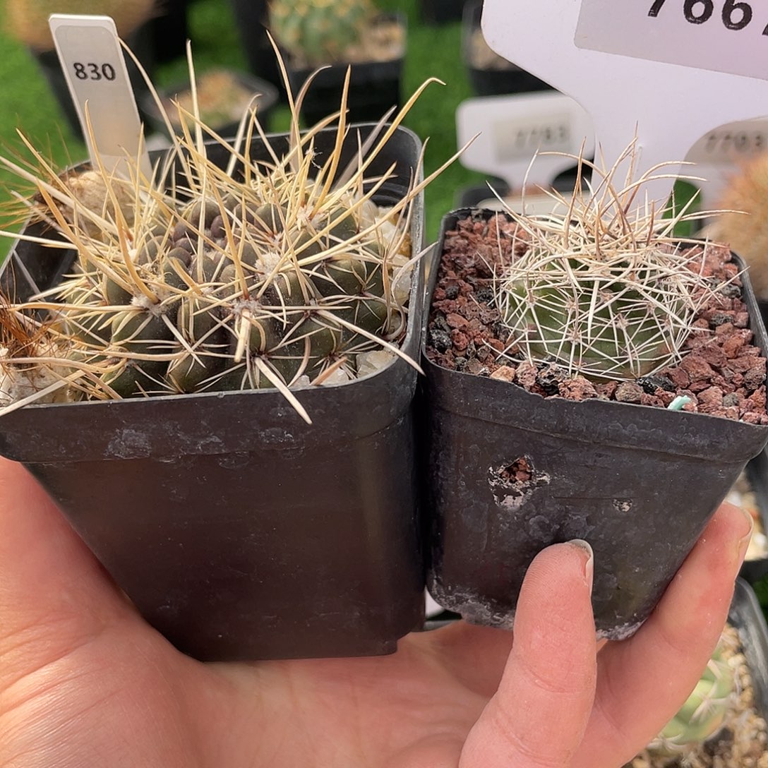 830 和 7667 一起实生裸根发货