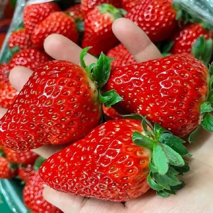 【头茬红颜草莓】现摘现发 新鲜草莓 酸甜多汁北京市