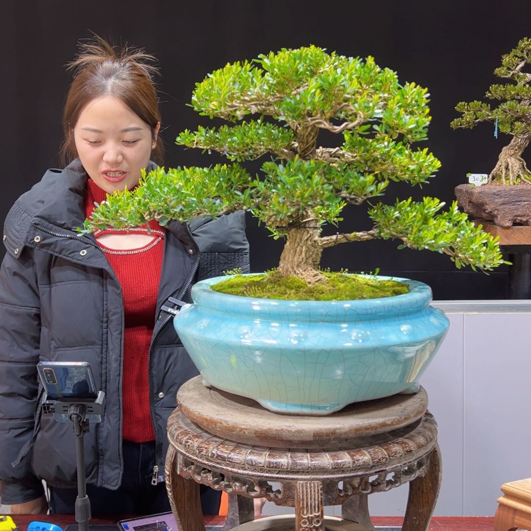 四季常青老桩黄杨盆景