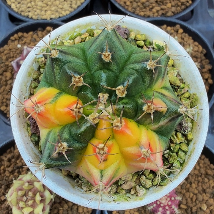 当前无花朵，栽培后可花朵